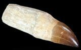Rooted Mosasaur (Prognathodon) Tooth - Beastly #67955-1